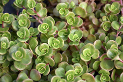 Coral Reef Chinese Sedum