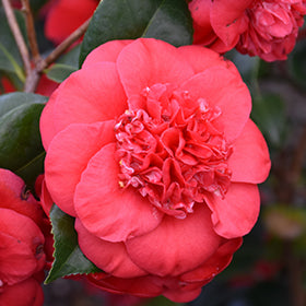 April Tryst Camellia
