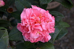 Pink Parade Camellia