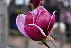 Genie Magnolia