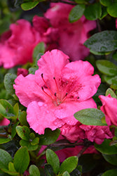 Conversation Piece Azalea