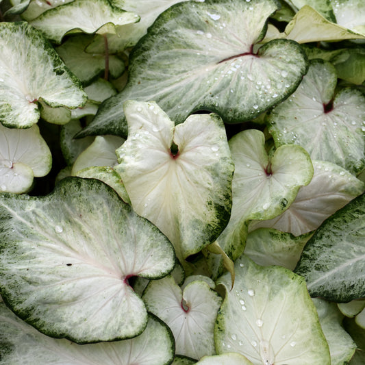 White Delight Caladium