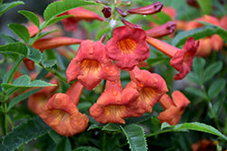 Bells Of Fire Esperanza