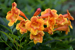 Sparklette Esperanza