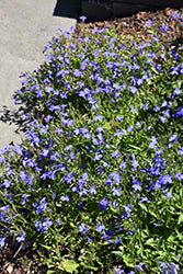 Techno Electric Blue Lobelia