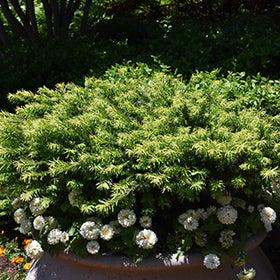 Hedgehog Japanese Plum Yew (Cephalotaxus)