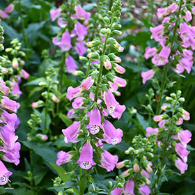 Pink Panther Foxglove (Digitalis)