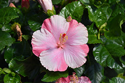 Tye-Dye Wind Hibiscus