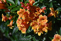Sparklette Esperanza