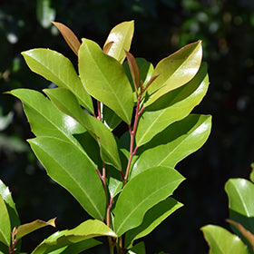 Center Court Cherry Laurel