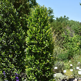 Center Court Cherry Laurel