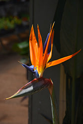 Orange Bird of Paradise (Strelitzia)