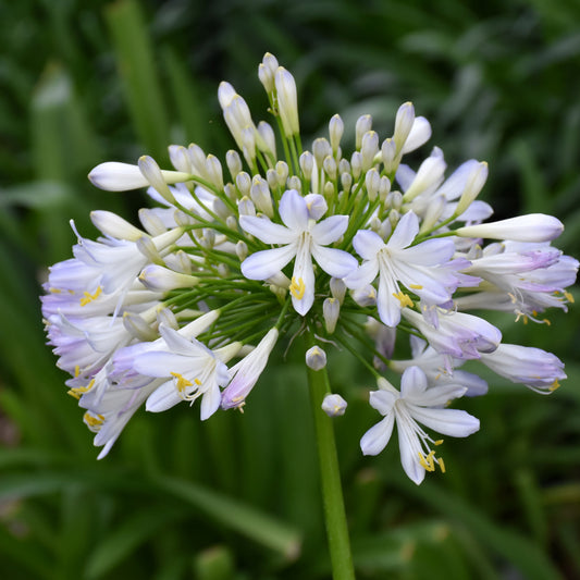 Queen Mum Agapanthus