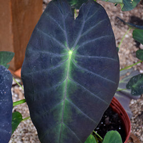 Black Beauty Elephant Ear (Colocasia)