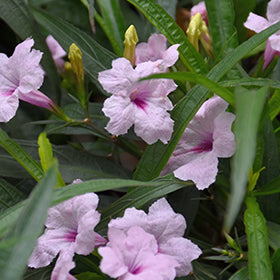 Katie Pink Dwarf Mexican Petunia (Ruellia)