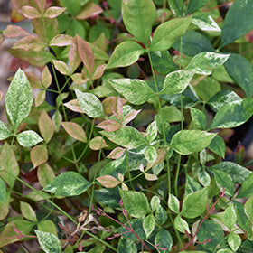 Twilight Nandina