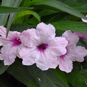 Katie Pink Dwarf Mexican Petunia (Ruellia)