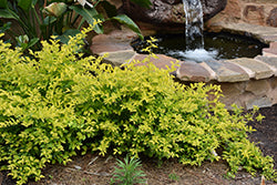 Cuban Gold Duranta