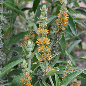Orange Sceptre Butterfly Bush (Buddleia)