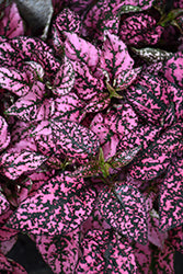 Splash Select Pink Polka Dot Plant (hypoestes)