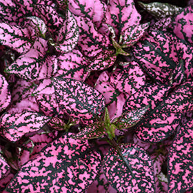 Splash Select Pink Polka Dot Plant (hypoestes)