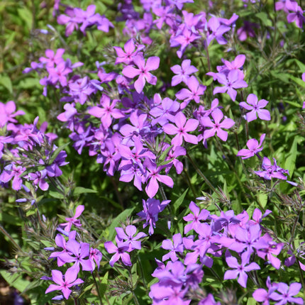 Paparazzi Jagger Phlox