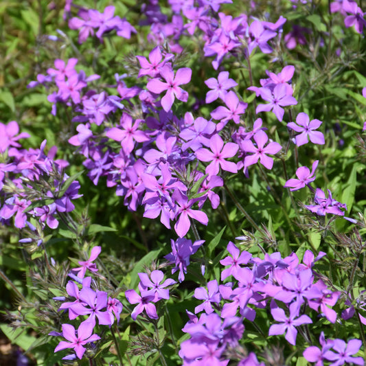 Paparazzi Jagger Phlox
