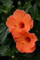 Tradewinds Orange Sunset Wind Hibiscus