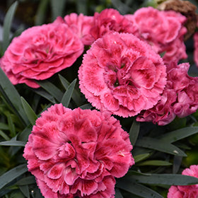 Raspberry Ruffles Pinks PW (Dianthus)