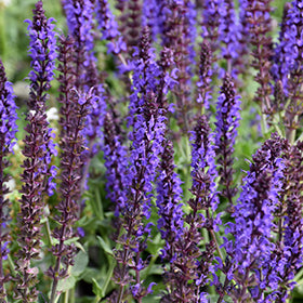 Lyrical Blues Meadow Sage (Salvia)