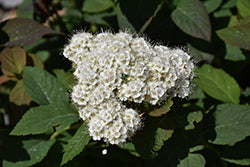 Double Play Blue Kazoo Spirea PW