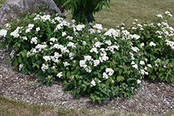 Double Play Blue Kazoo Spirea PW