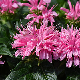 Electric Neon Pink Beebalm (Monarda)