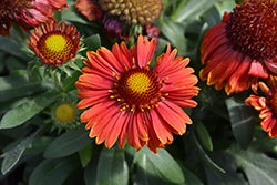 SpinTop Yellow Touch Blanket Flower (Gaillardia)