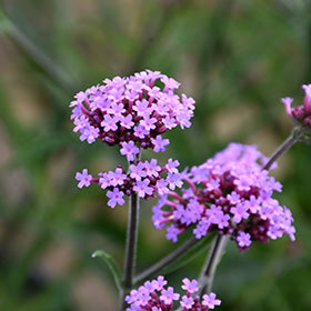 Lollipop Verbena