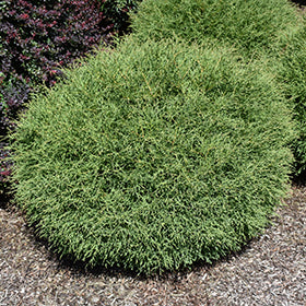 Mr. Bowling Ball Arborvitae (Thuja)