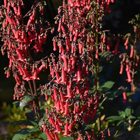 Colorburst Deep Red Cape Fuchsia (Phygelius)