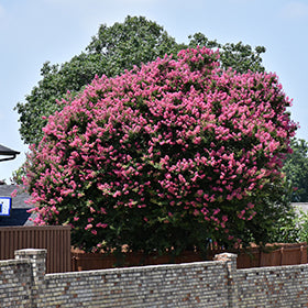 Zuni Crapemyrtle (Lagerstroemia)