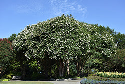 Natchez Crapemyrtle