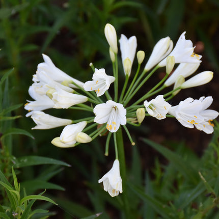 Ever White Agapanthus