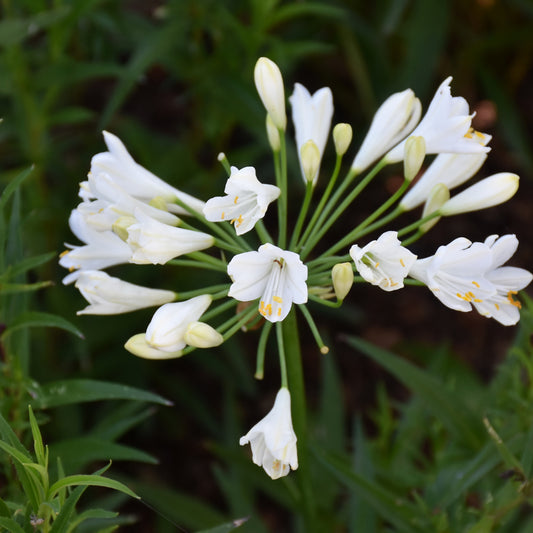 Ever White Agapanthus
