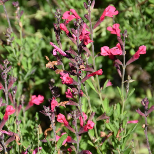 Arctic Blaze Fuchsia Sage (Salvia)