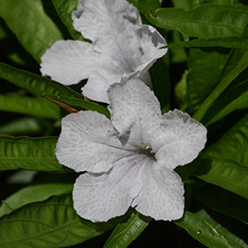 Katie White Dwarf Mexican Petunia (Ruellia)