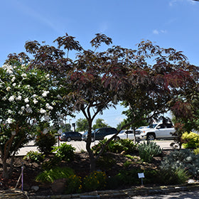 Summer Chocolate Mimosa (Albizia)