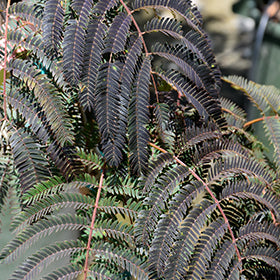 Chocolate Fountain Mimosa (Albizia)