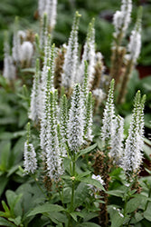 Snow Candles Spike Speedwell (Veronica)