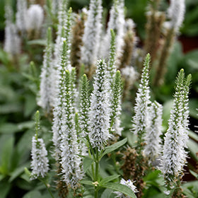 Snow Candles Spike Speedwell (Veronica)