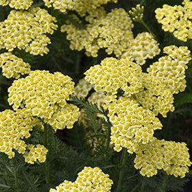 Sunny Seduction Yarrow (Achillea)