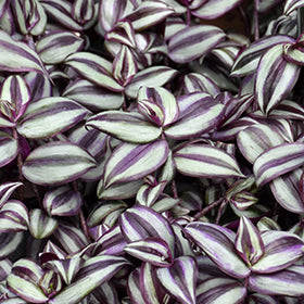 Wandering Jew Zebrina (Tradescantia)