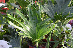 Lickety Split Philodendron